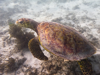 Image showing sea turtle feeding underwater