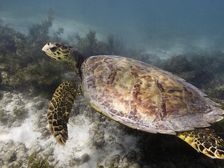 Image showing sea turtle underwater