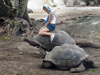 Image showing Giant tortoise riding