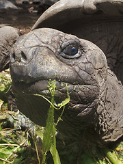 Image showing Giant tortoise