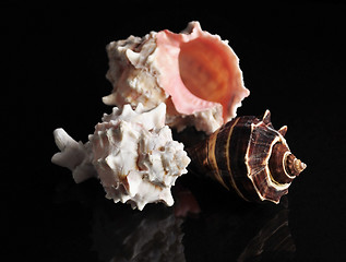 Image showing shells 