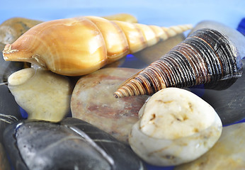 Image showing shells 