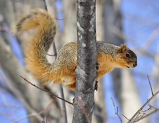 Image showing tree squirrel 