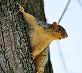 Image showing tree squirrel