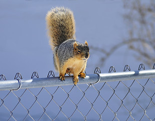 Image showing squirrel 