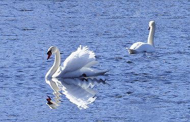 Image showing swan lake 