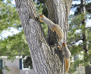 Image showing squirrels