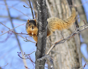Image showing tree squirrel 