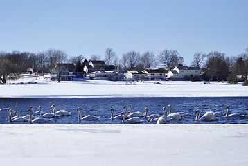 Image showing swans