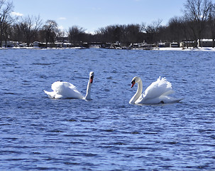 Image showing swans 