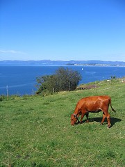 Image showing Grazing heifer