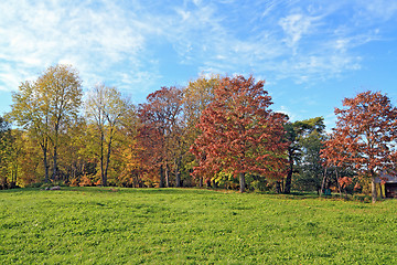 Image showing yellow copse on autumn field 