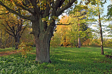 Image showing old oak in autumn wood