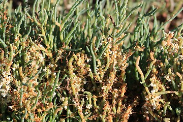 Image showing From the Boardwalk at Baylands Tidal and freshwater flora