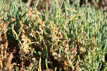 Image showing From the Boardwalk at Baylands Tidal and freshwater flora2