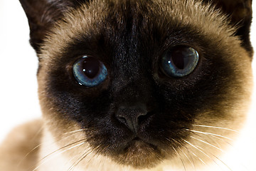 Image showing Siamese cat