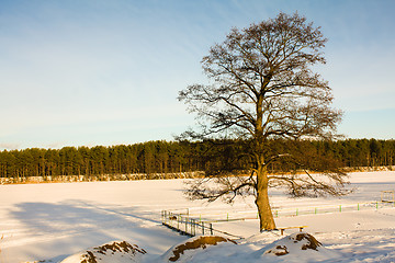 Image showing Tree at the frozen lake
