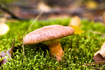 Image showing Wood mushroom (saffron milk cap)