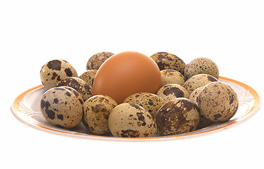 Image showing Avian eggs.