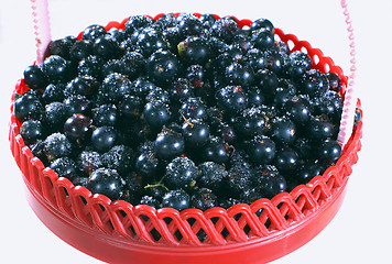 Image showing Berries black currants and sugar.