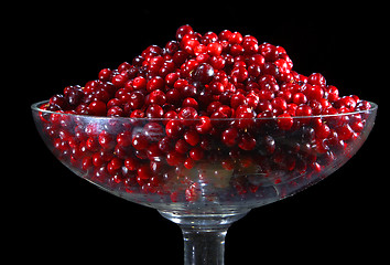 Image showing Cranberry.