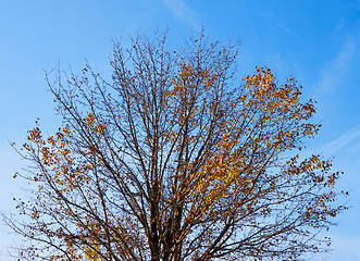 Image showing Naked autumn tree crown