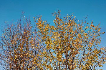 Image showing Trees in autumn beauty