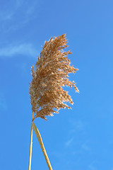 Image showing Dried reed inflorescence