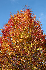 Image showing Pear tree in autumn beauty