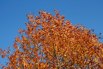 Image showing Cherry tree in autumn beauty