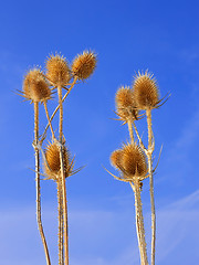 Image showing Dried teasel flowers