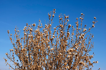 Image showing Dried thistle plants