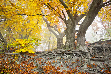 Image showing yellow autumn forest