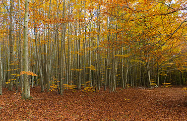 Image showing Autumn Colors