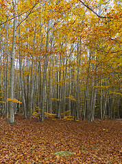 Image showing Autumn Colors