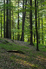 Image showing Deciduous forest