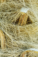 Image showing Windmill palm (Trachycarpus fortunei) trunk