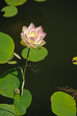 Image showing White and pink waterlily (Nymphaeaceae - Nymphaea alba)