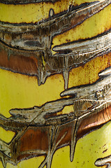 Image showing Palm tree trunk texture