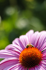 Image showing Purple cone flower (Echinacea purpurea 