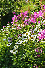 Image showing Wild flowers background