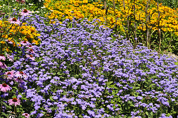 Image showing Wild flowers (daisies, flossflowers and pinecone flowers) background