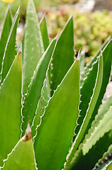 Image showing Desert Agave cactus (Agave deserti) leaves and thorns