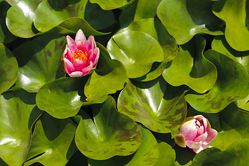 Image showing Pink waterlily (Nymphaeaceae - Nymphaea alba)