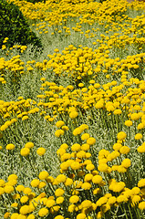 Image showing Field of gray santolina (Santolina Chamaecyparissus) flowers