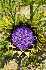 Image showing Globe artichoke (Cynara cardunculus) blooming