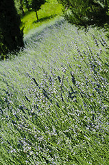 Image showing Lavender (Lavandula) field