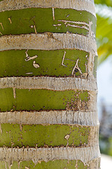 Image showing New Caledonian palm (Kentiopsis oliviformis) trunk
