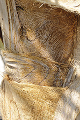 Image showing Coconut palm (Cocos nucifera) trunk