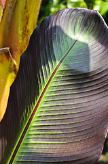 Image showing Banana palm (Musa Acuminata Colla) leaf